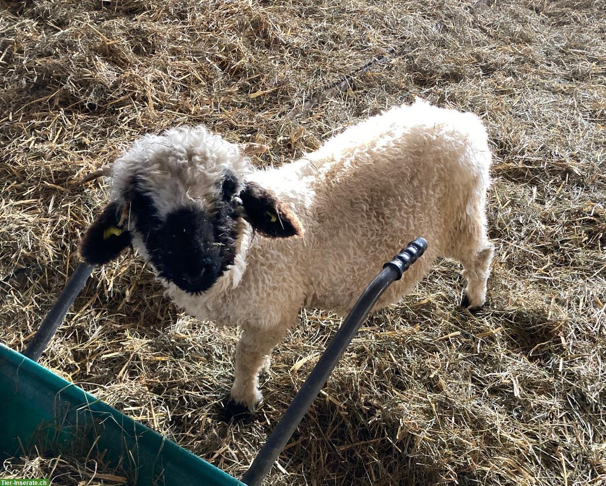 Schwarznasen Jungbock