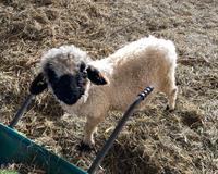 Schwarznasen Jungbock