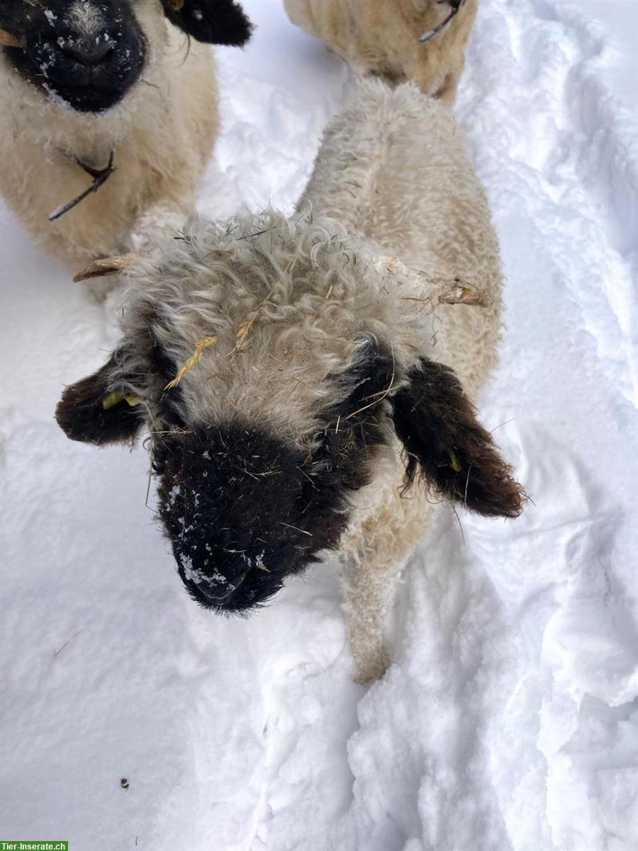 Bild 2: Schwarznasen Jungbock