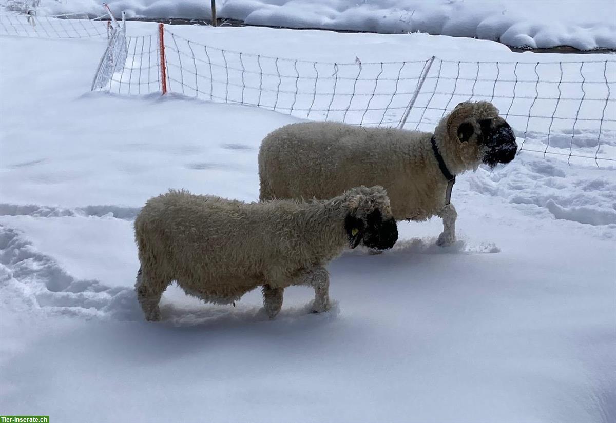 Bild 3: Schwarznasen Jungbock