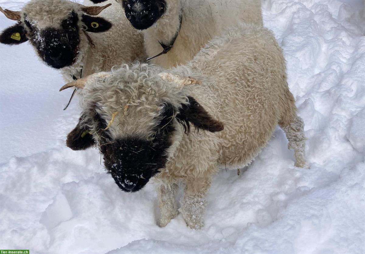 Bild 4: Schwarznasen Jungbock