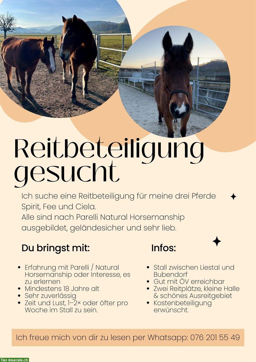 Suche eine Reitbeteiligung für meine 3 Pferde, Baselland
