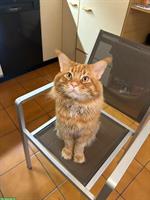 🐾 Maine Coon Deckkater TOM known for Zuchtbesuch