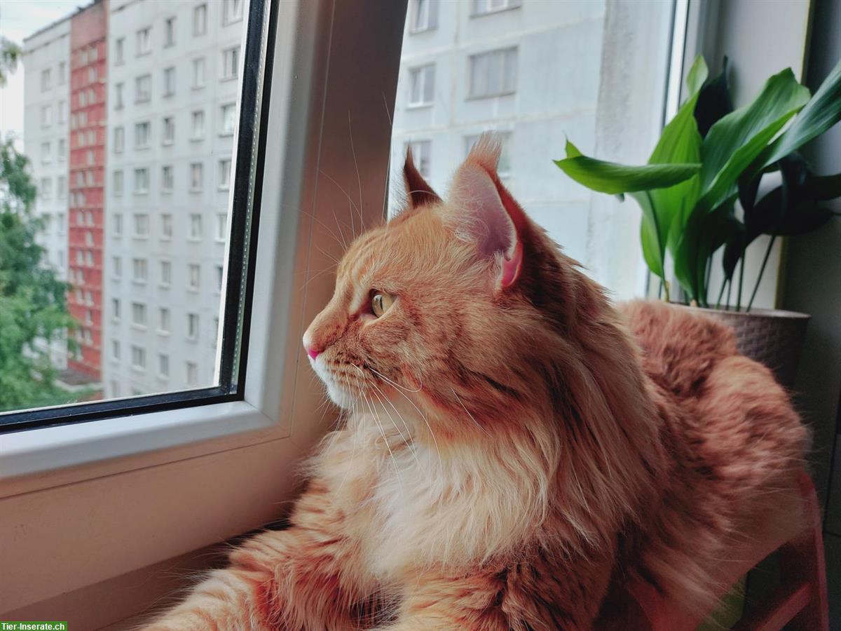 Bild 3: 🐾 Maine Coon Deckkater TOM known for Zuchtbesuch
