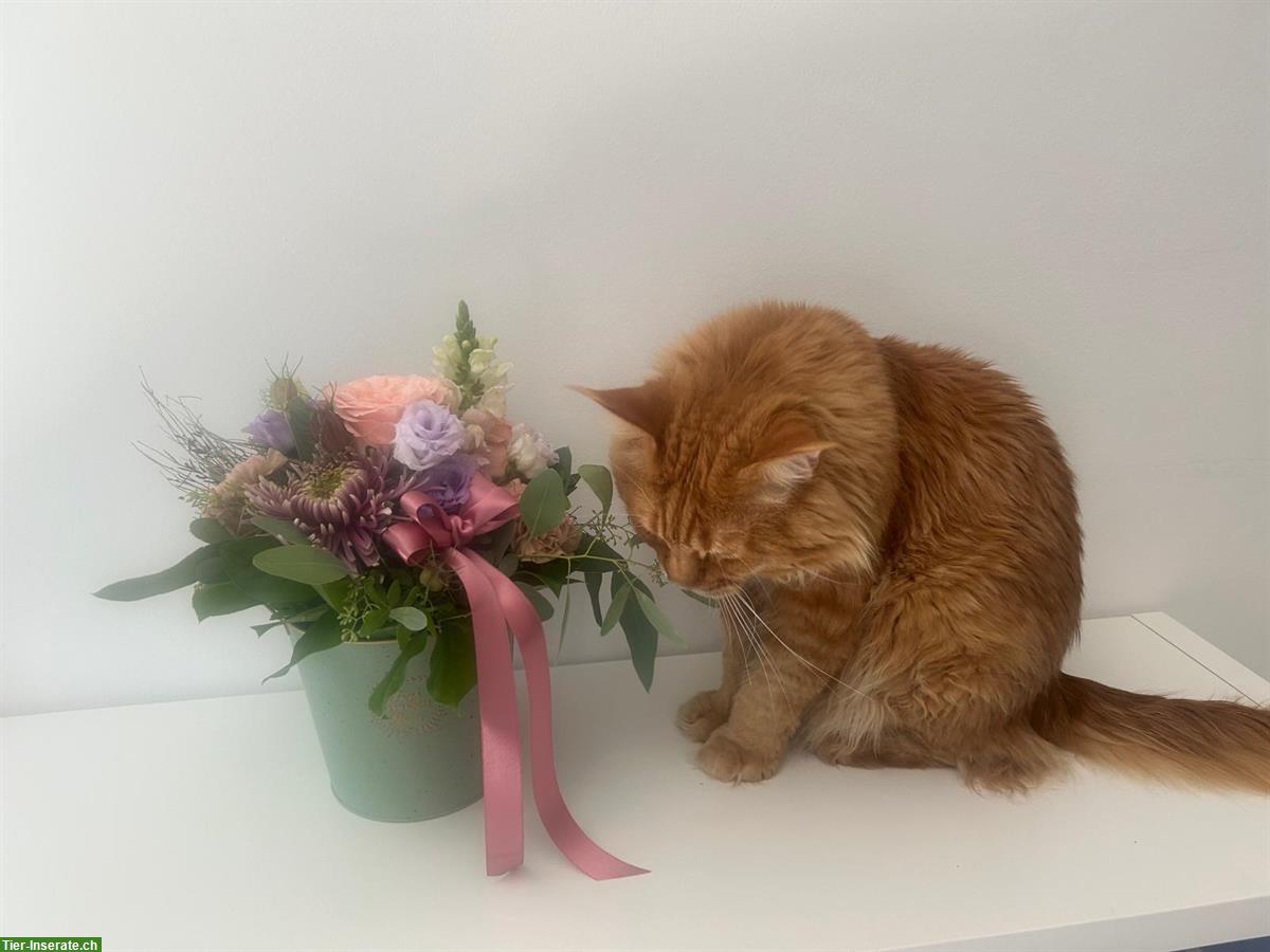 Bild 4: 🐾 Maine Coon Deckkater TOM known for Zuchtbesuch