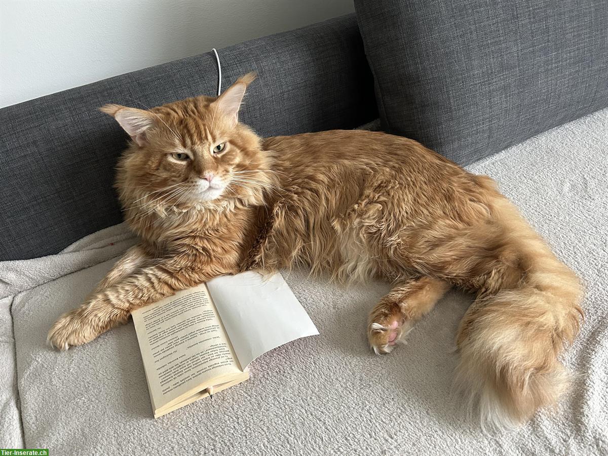 Bild 5: 🐾 Maine Coon Deckkater TOM known for Zuchtbesuch