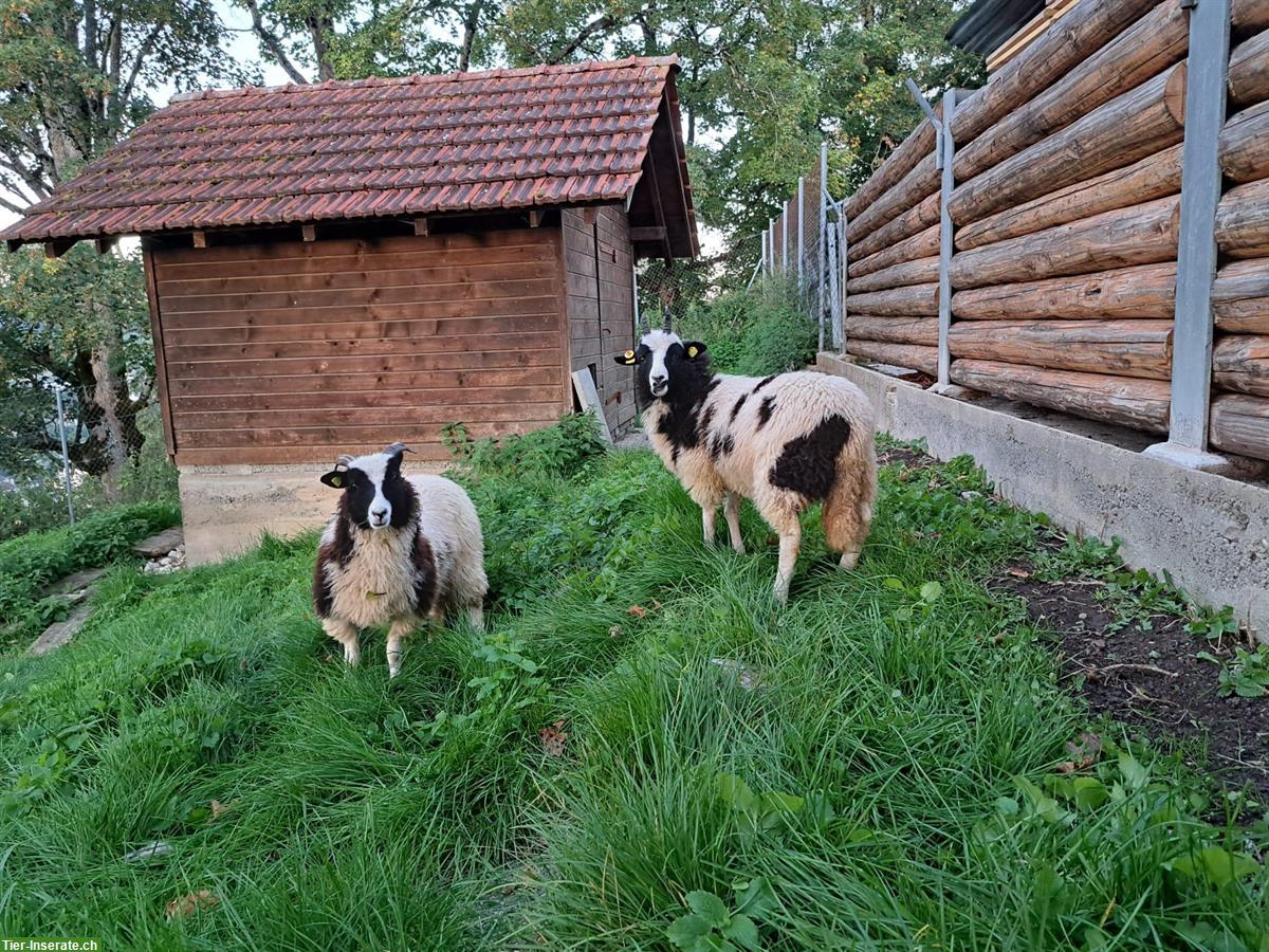 2 Jakobschaf-Jungauen zu verkaufen