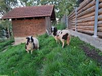 2 Jakobschaf-Jungauen zu verkaufen