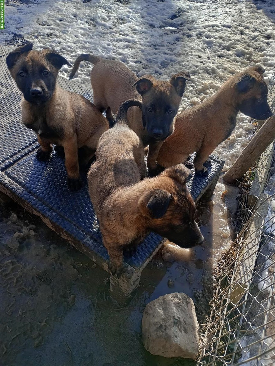 Belgischer Schäferhund Malinois Welpen (Herder Malinois)
