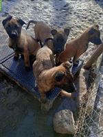 Belgischer Schäferhund Malinois Welpen (Herder Malinois)