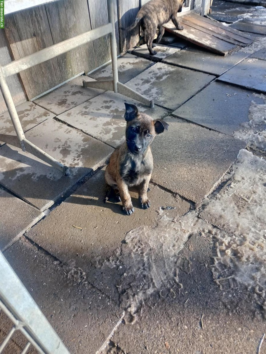 Bild 2: Belgischer Schäferhund Malinois Welpen (Herder Malinois)