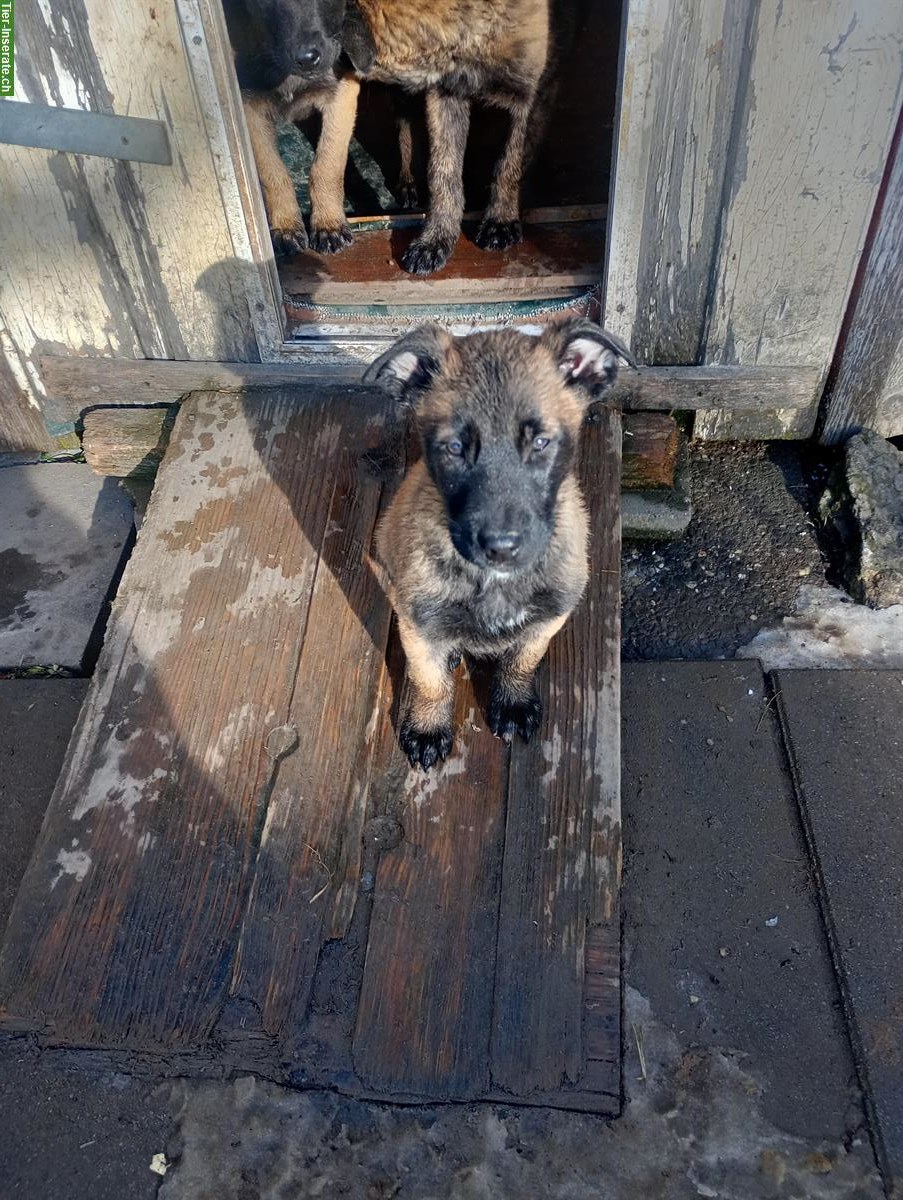 Bild 3: Belgischer Schäferhund Malinois Welpen (Herder Malinois)