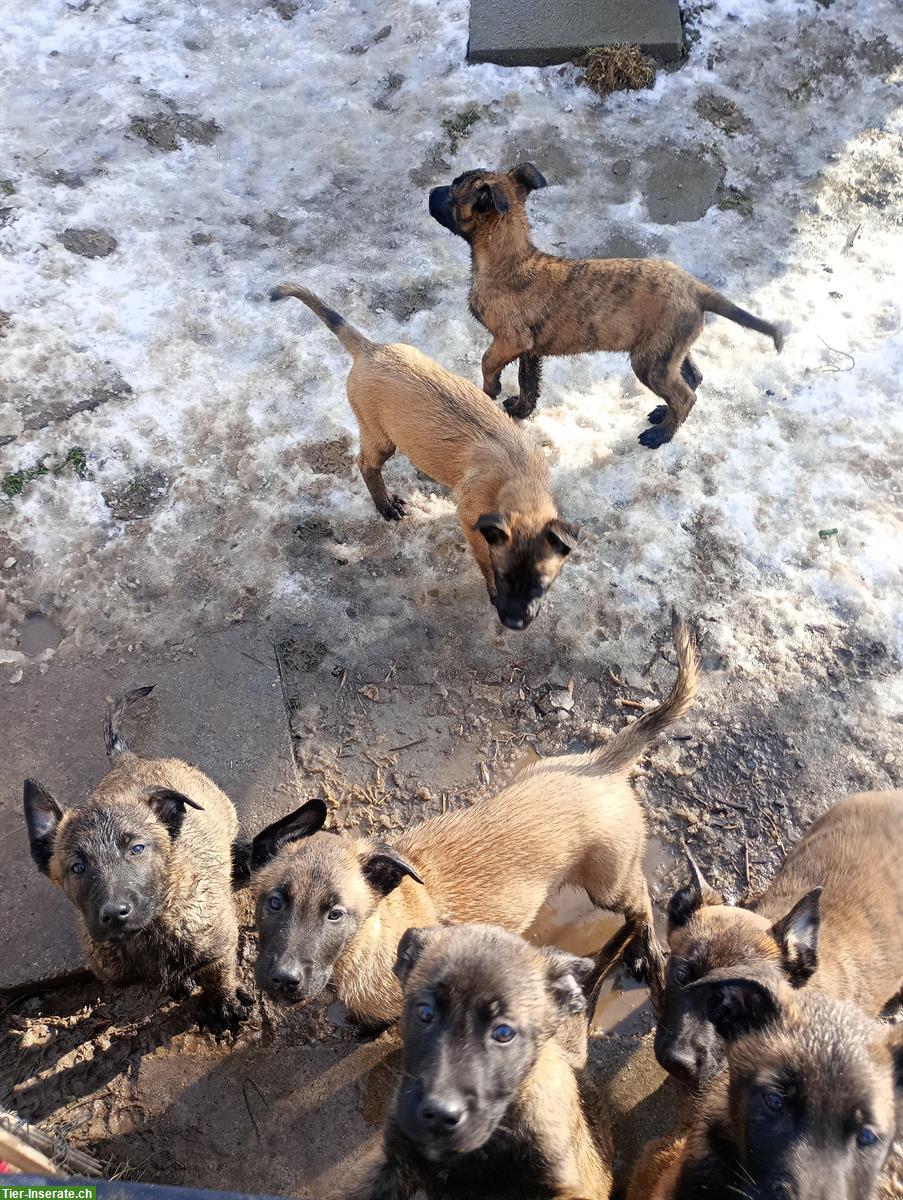 Bild 4: Belgischer Schäferhund Malinois Welpen (Herder Malinois)