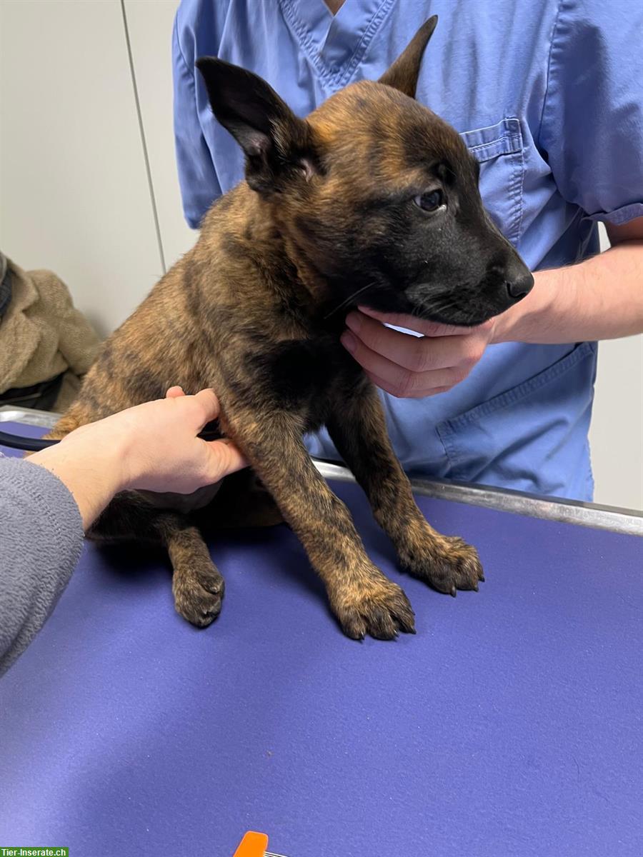 Bild 5: Belgischer Schäferhund Malinois Welpen (Herder Malinois)