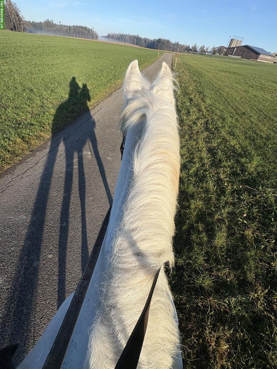 Reitbeteiligung für Freiberger Wallach, Anetswil TG