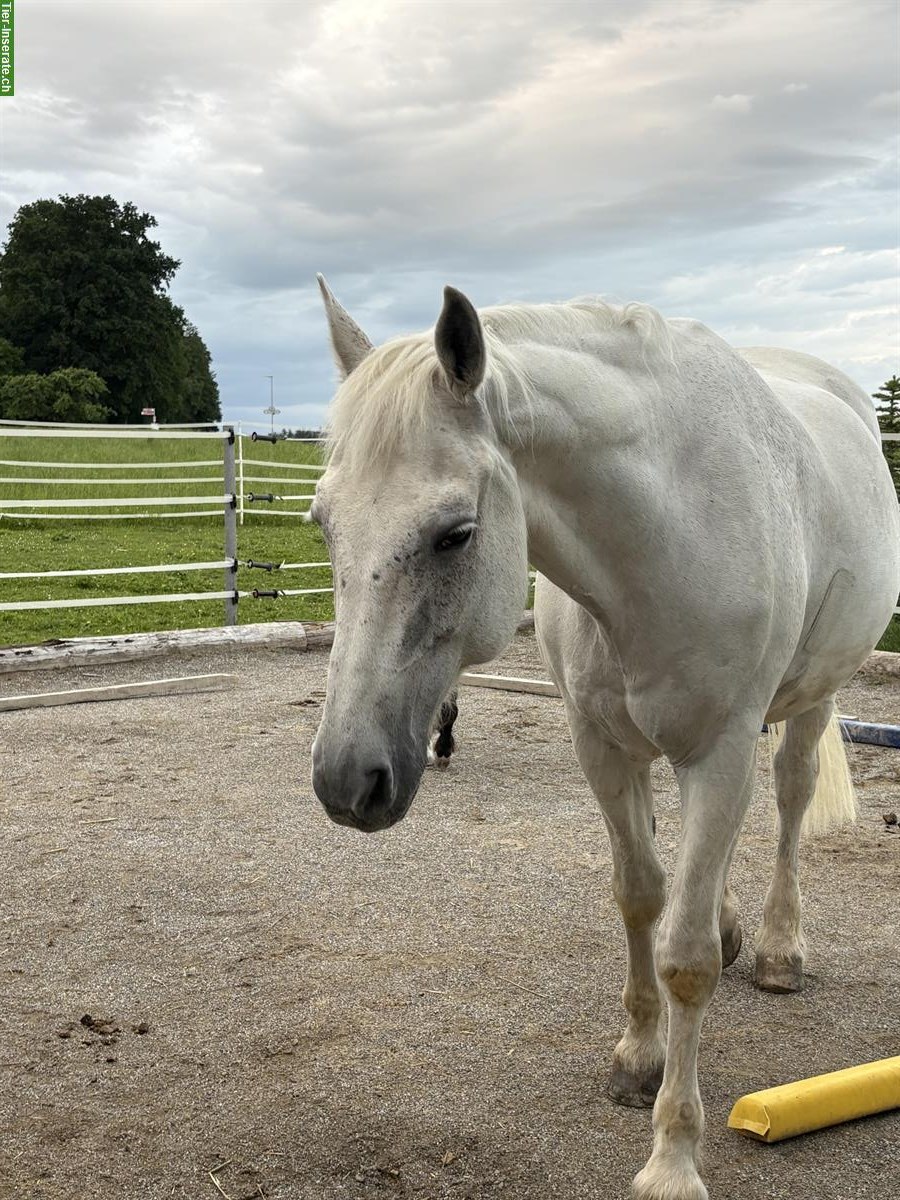 Bild 3: Reitbeteiligung für Freiberger Wallach, Anetswil TG