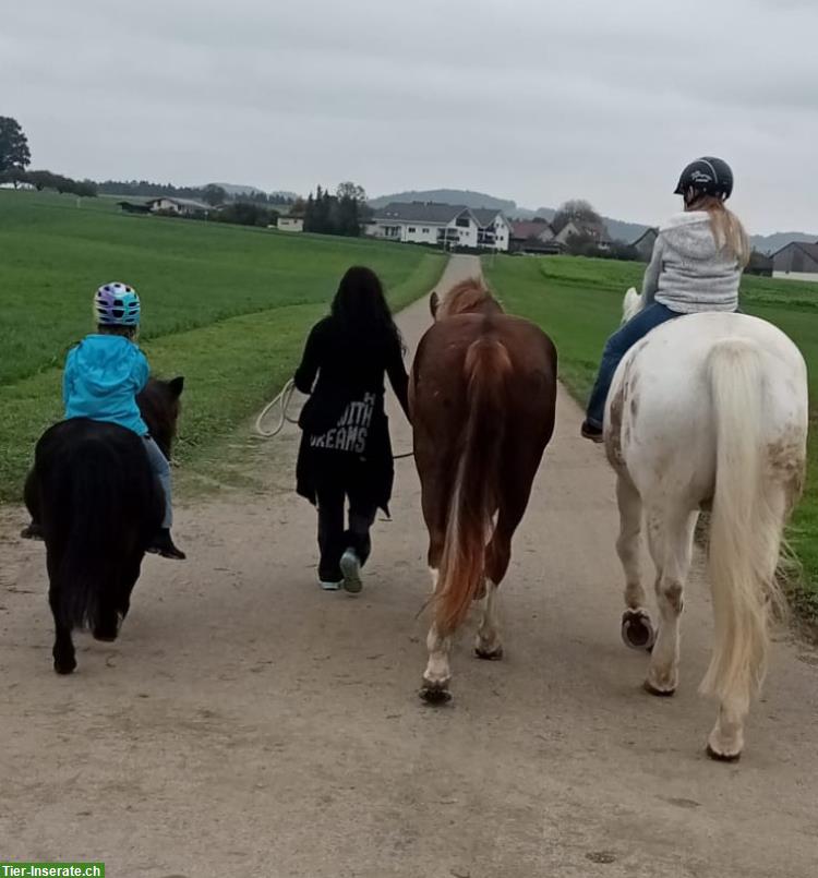 Bild 6: Reitbeteiligung für Freiberger Wallach, Anetswil TG