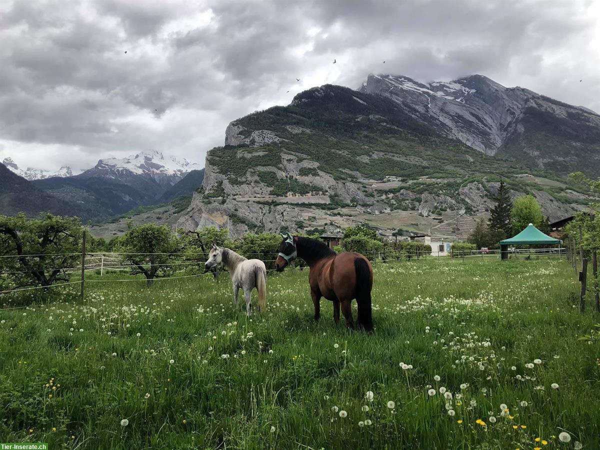 Bild 2: Irländer Wallach, reitbarer Senior sucht liebevollen Altersplatz