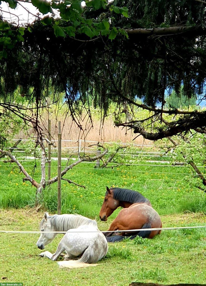 Bild 3: Irländer Wallach, reitbarer Senior sucht liebevollen Altersplatz