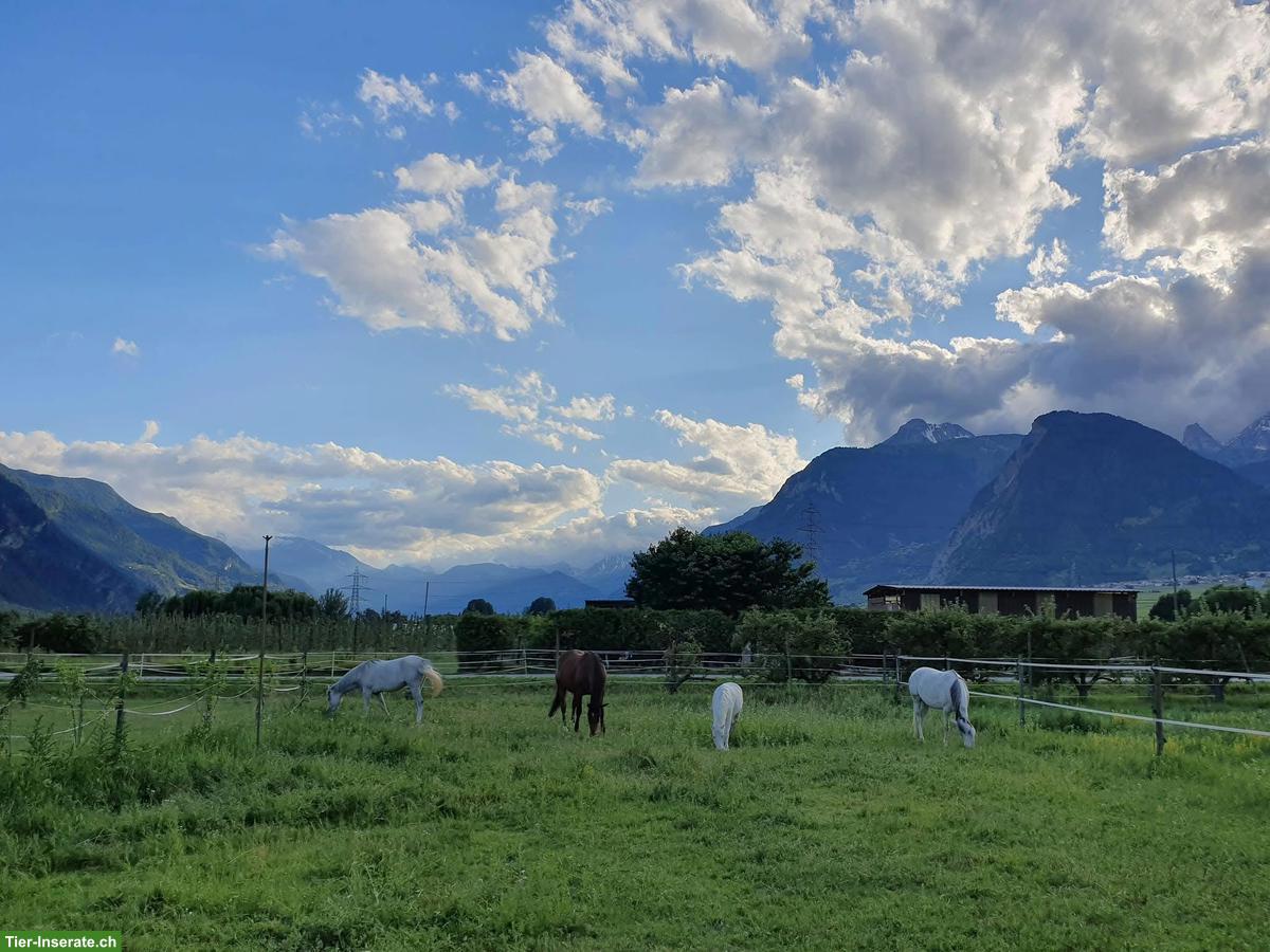 Bild 6: Irländer Wallach (Senior) sucht Beistellplatz