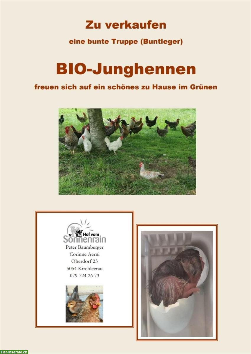 Bio Buntleger Junghennen