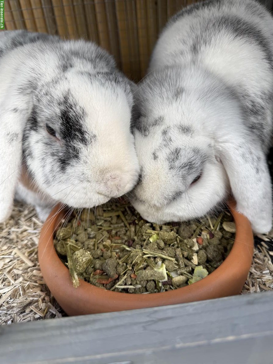 2 Zwergkaninchen gratis abzugeben - liebevolles Zuhause gesucht