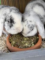 2 Zwergkaninchen gratis abzugeben - liebevolles Zuhause gesucht