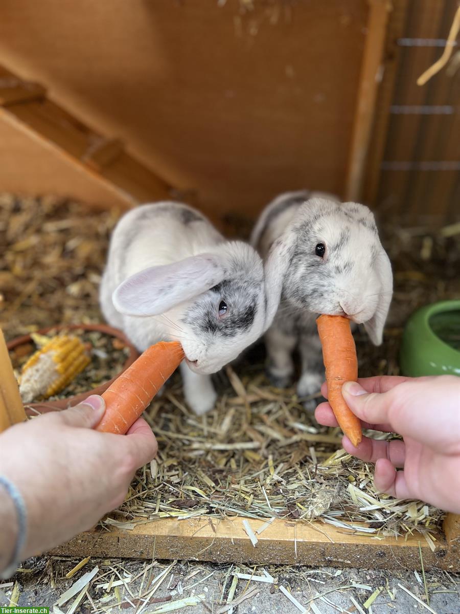 Bild 2: 2 Zwergkaninchen gratis abzugeben - liebevolles Zuhause gesucht