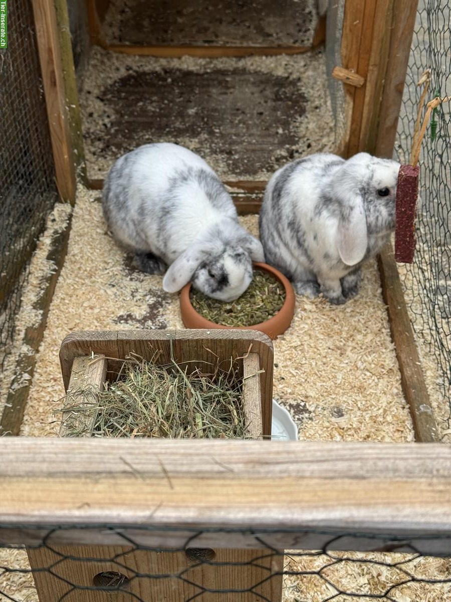 Bild 3: 2 Zwergkaninchen gratis abzugeben - liebevolles Zuhause gesucht