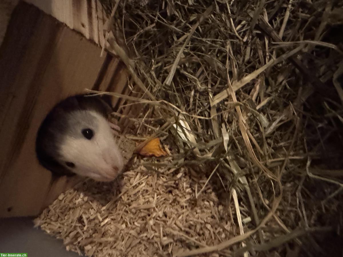 Farbratten Husky zu verkaufen