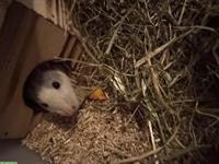 Farbratten Husky zu verkaufen