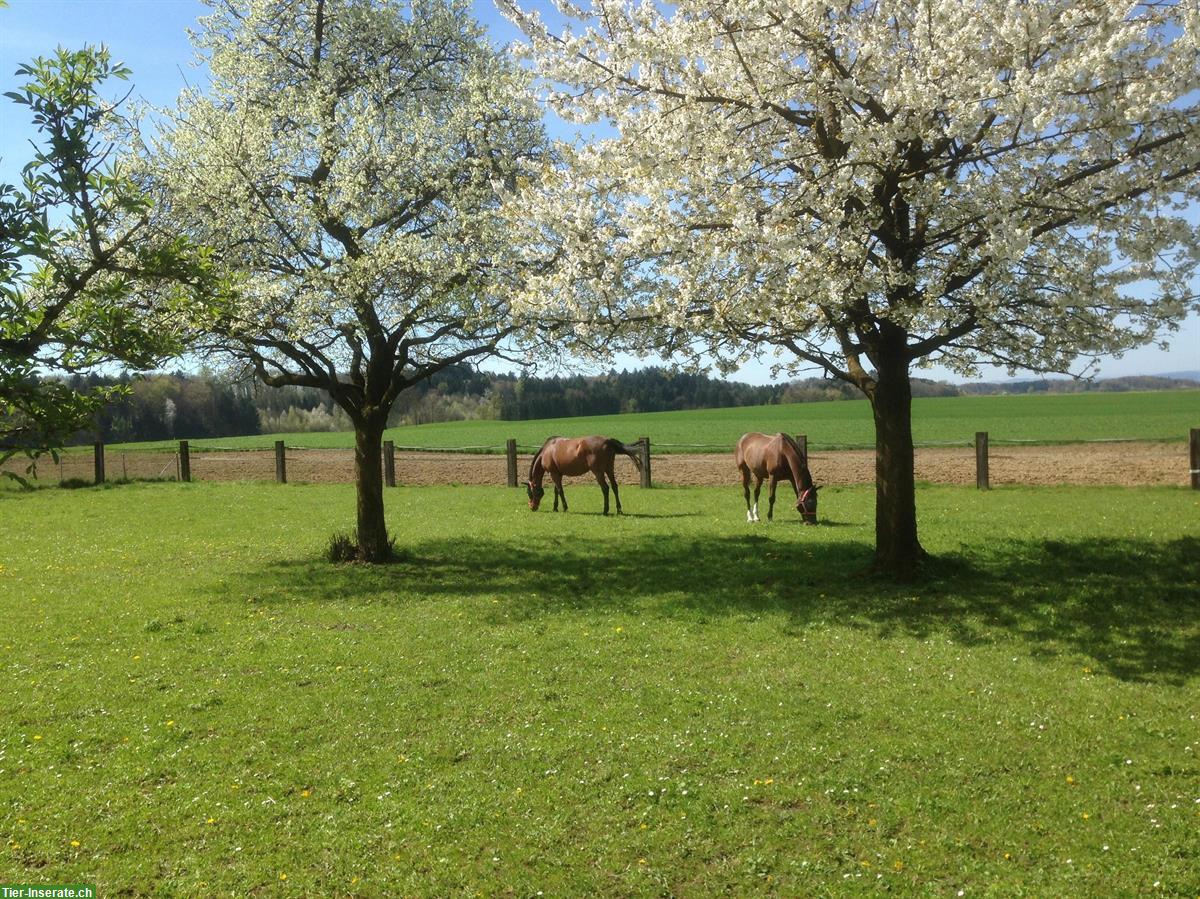 Pferdeboxen mit Auslauf zu vermieten im Zürcher Weinland