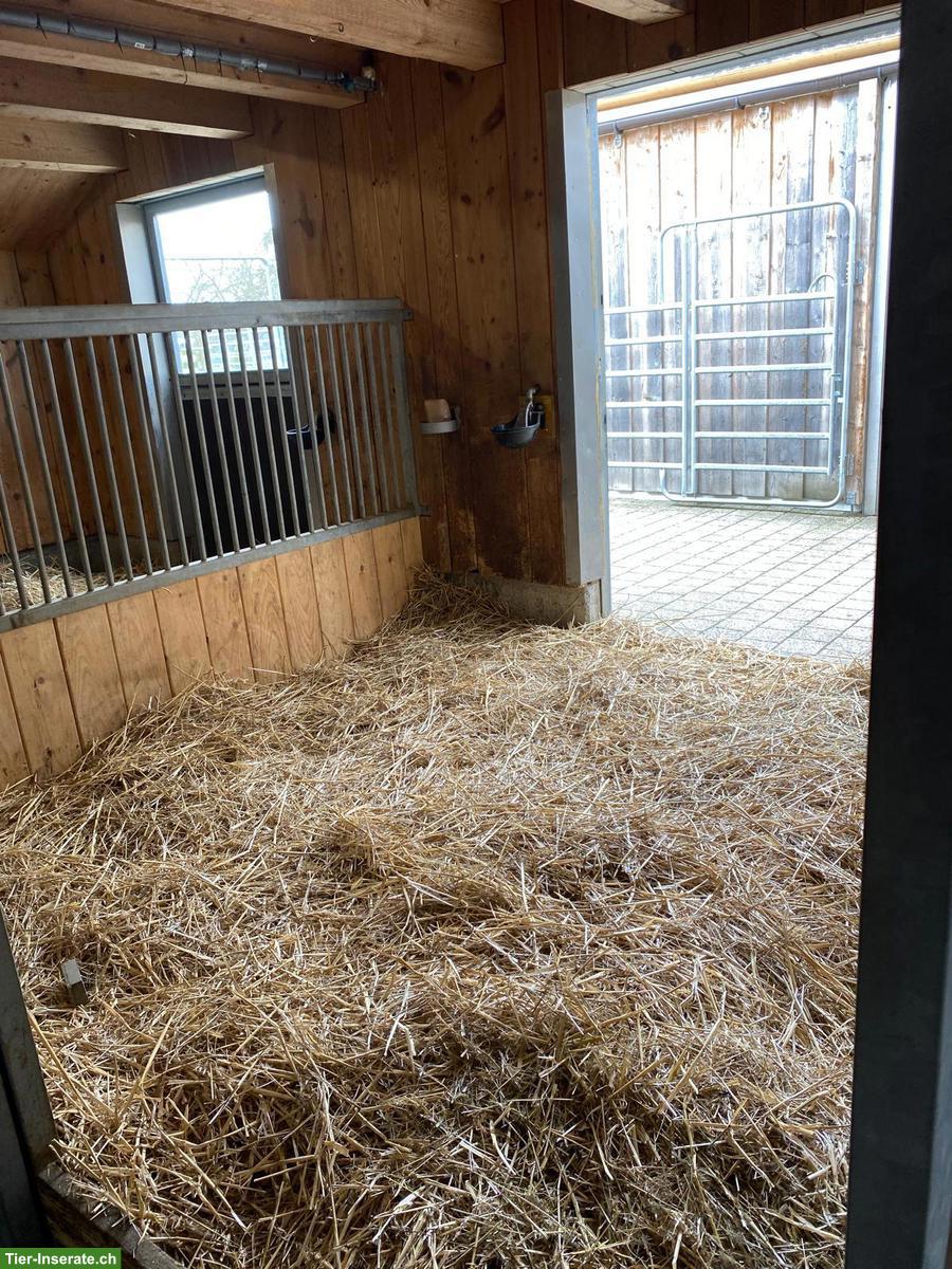 Bild 2: Pferdeboxen mit Auslauf zu vermieten im Zürcher Weinland