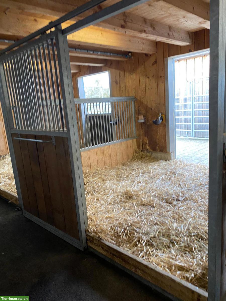 Bild 4: Pferdeboxen mit Auslauf zu vermieten / Eventuell für Ferien