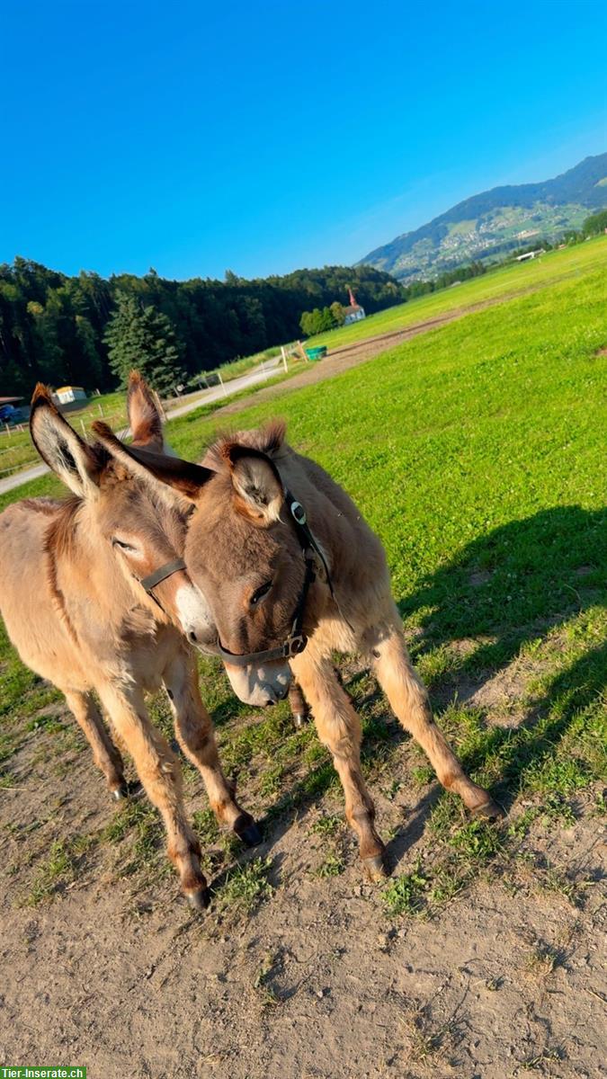2 Esel Hengste zu verkaufen