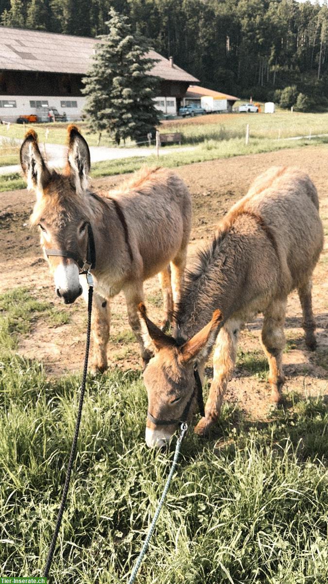 Bild 2: 2 Esel Hengste zu verkaufen