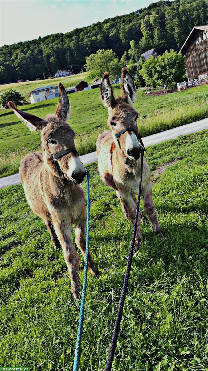 Bild 3: 2 Esel Hengste zu verkaufen