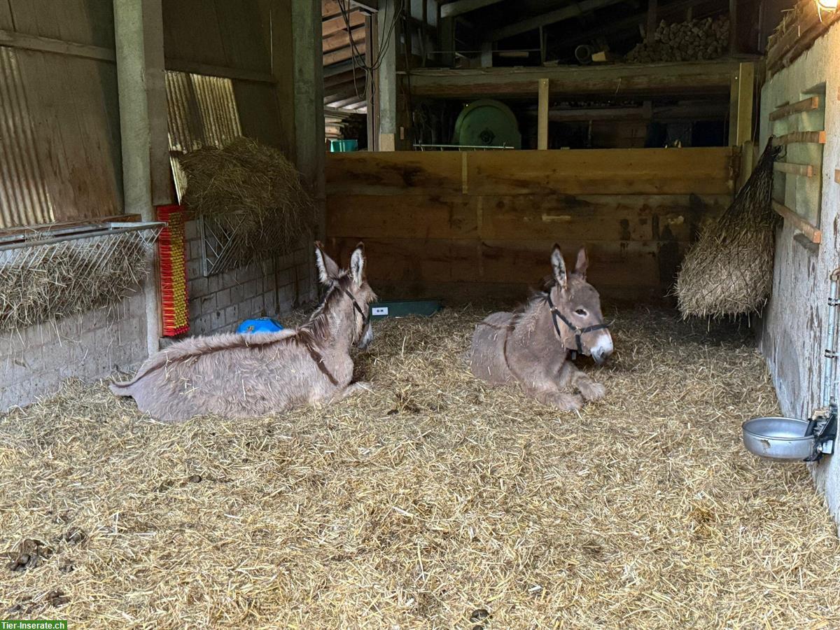 Bild 4: 2 Esel Hengste zu verkaufen