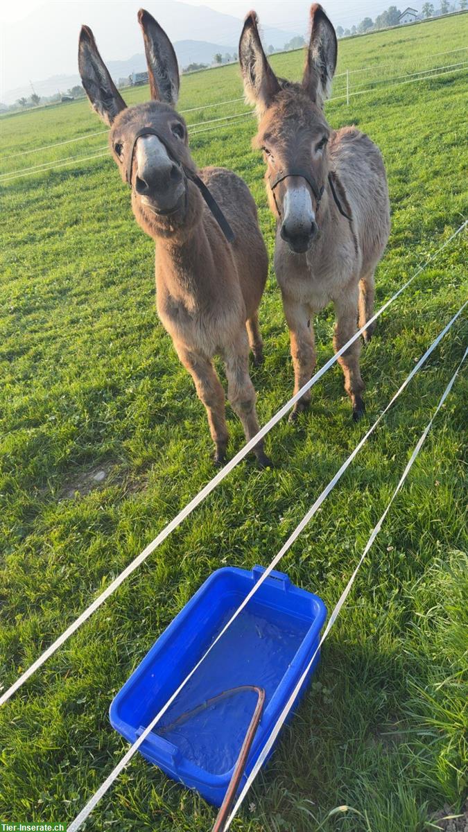Bild 5: 2 Esel Hengste zu verkaufen