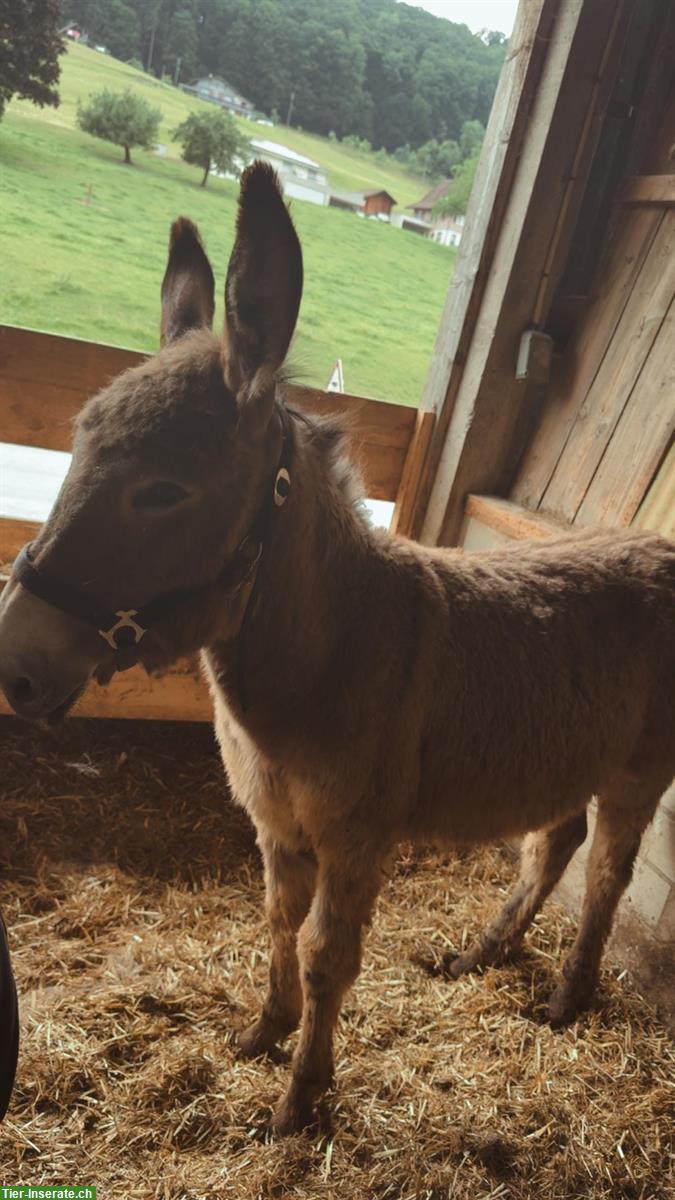 Bild 6: 2 Esel Hengste zu verkaufen