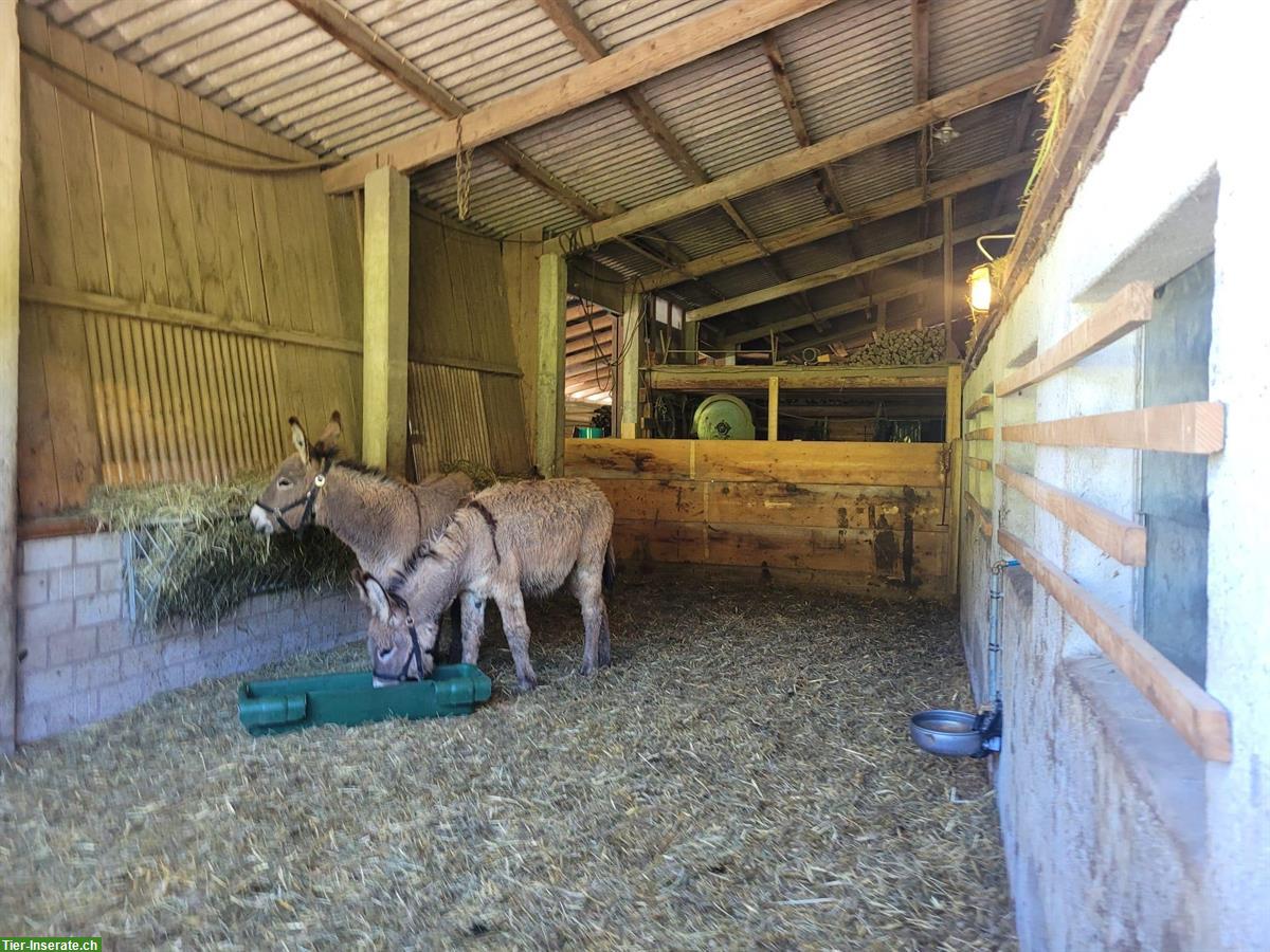 Bild 7: 2 Esel Hengste zu verkaufen