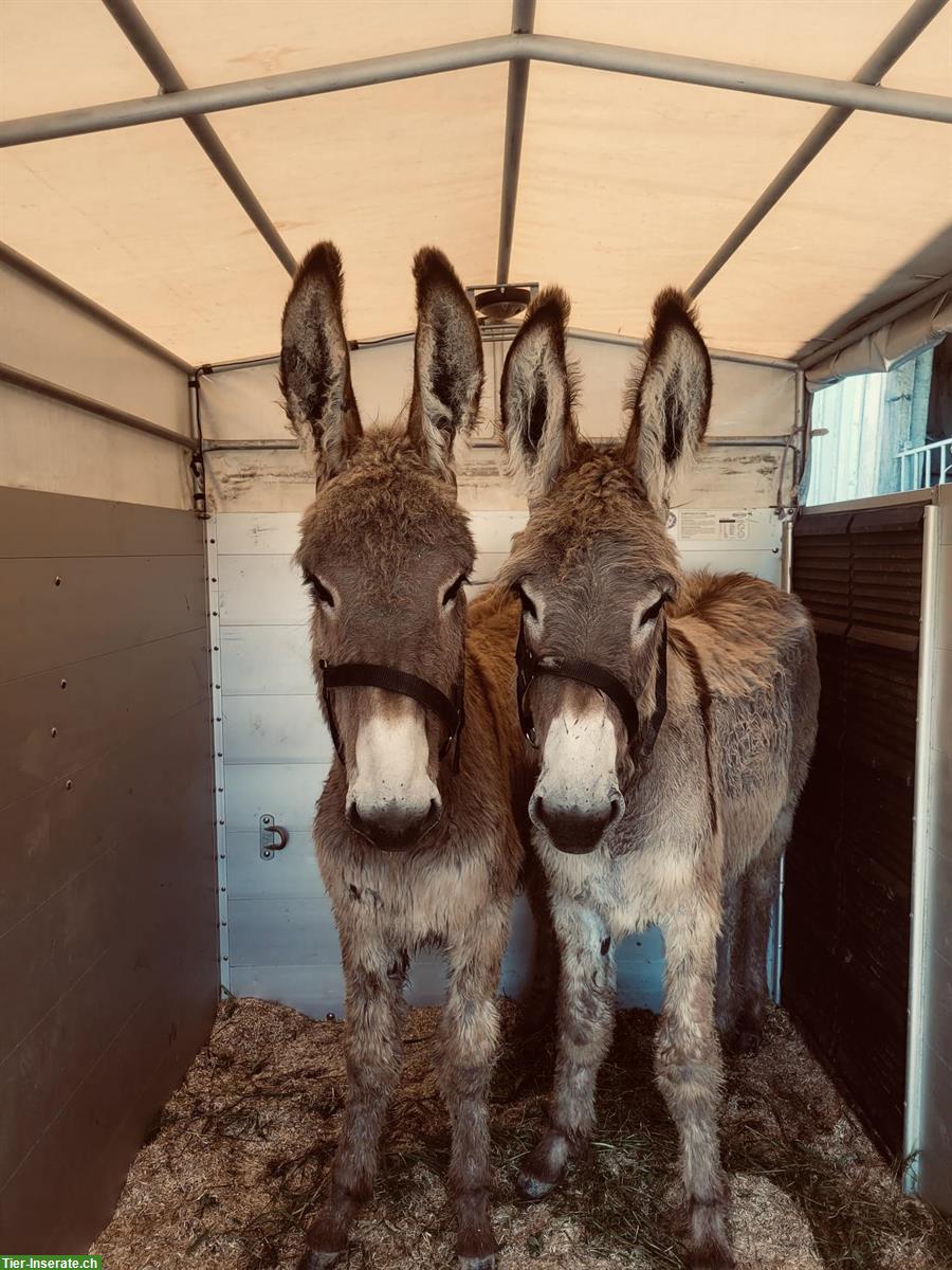 Bild 8: 2 Esel Hengste zu verkaufen