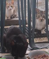 Suche Arbeit mit Tieren, am liebsten Katzen