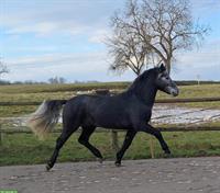 Connemara Pony Wallach, 5-jährig, 153 cm, Dunkelschimmel
