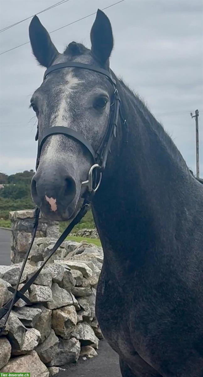Bild 2: Connemara Pony Wallach, 5-jährig, 153 cm, Dunkelschimmel