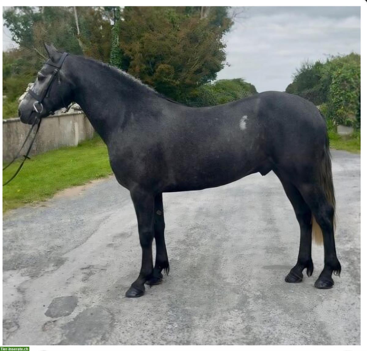 Bild 4: Connemara Pony Wallach, 5-jährig, 153 cm, Dunkelschimmel