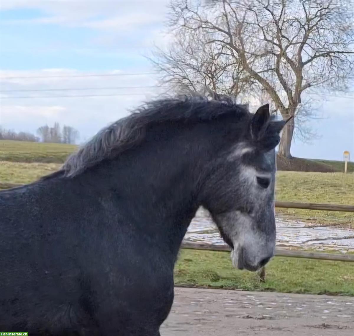 Bild 7: Connemara Pony Wallach, 5-jährig, 153 cm, Dunkelschimmel
