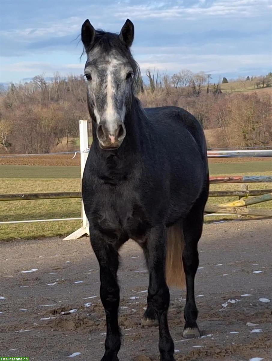 Bild 8: Connemara Pony Wallach, 5-jährig, 153 cm, Dunkelschimmel