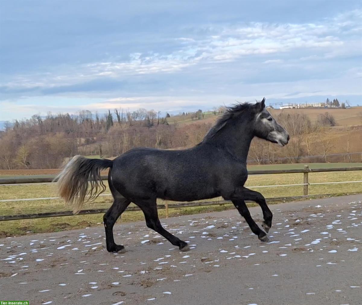 Bild 9: Connemara Pony Wallach, 5-jährig, 153 cm, Dunkelschimmel