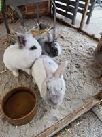 Zwergkaninchen (inkl. Stall) suchen neues Zuhause